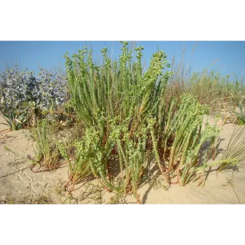 Cyperus Rotundus 